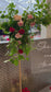 Rose Garden